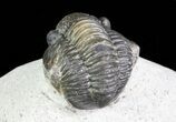 Bargain, Gerastos Trilobite Fossil - Morocco #69112-4